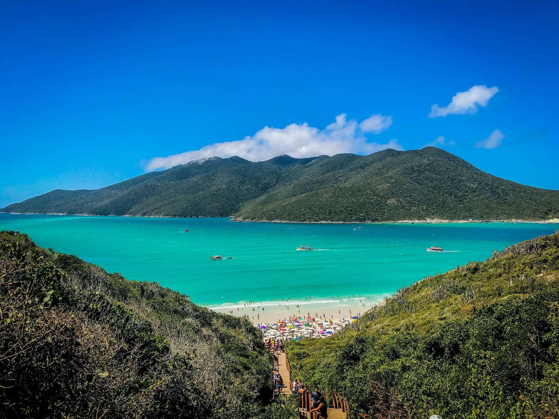 Lush Brazilian nature