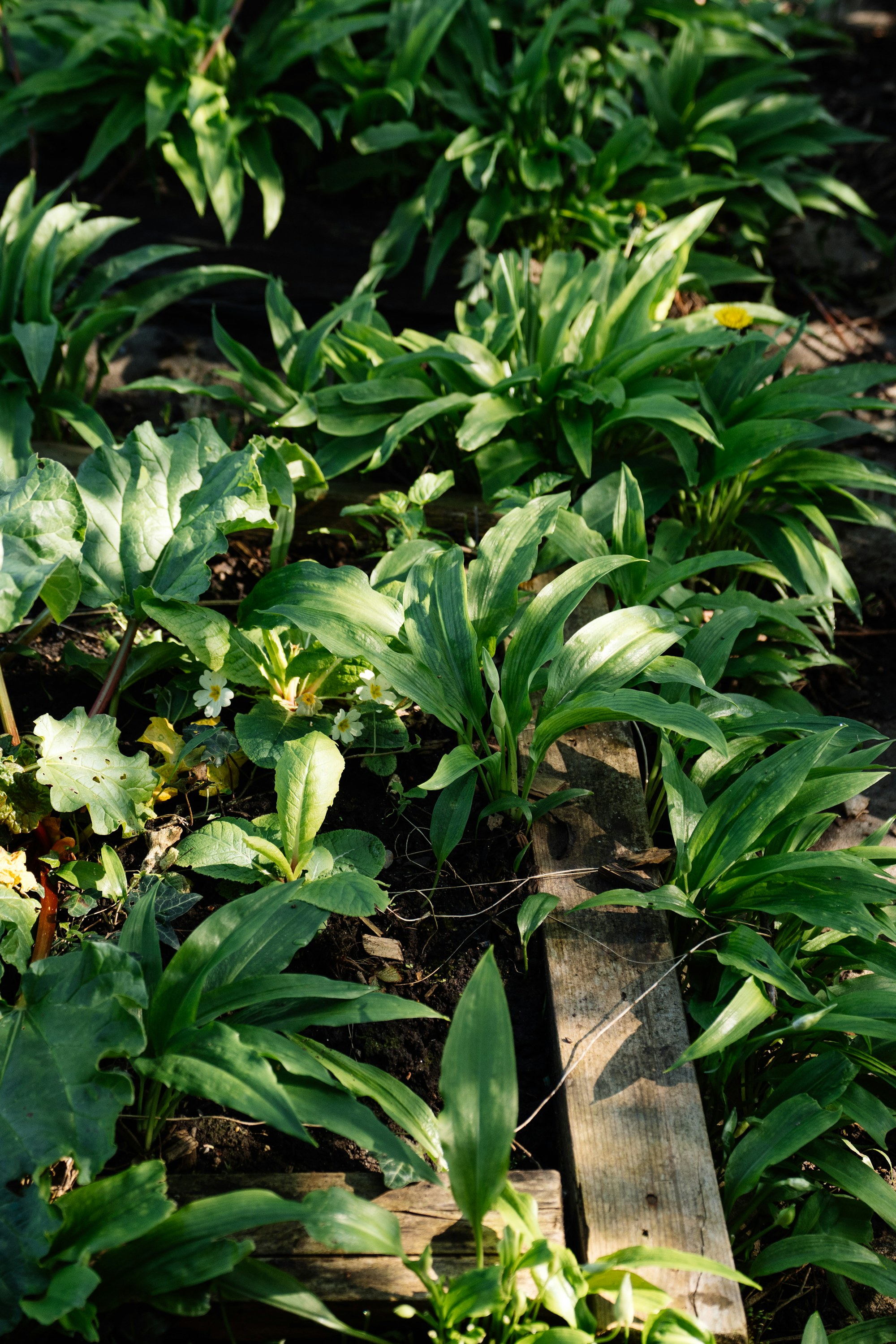 Permaculture — Permanent Culture editorial image