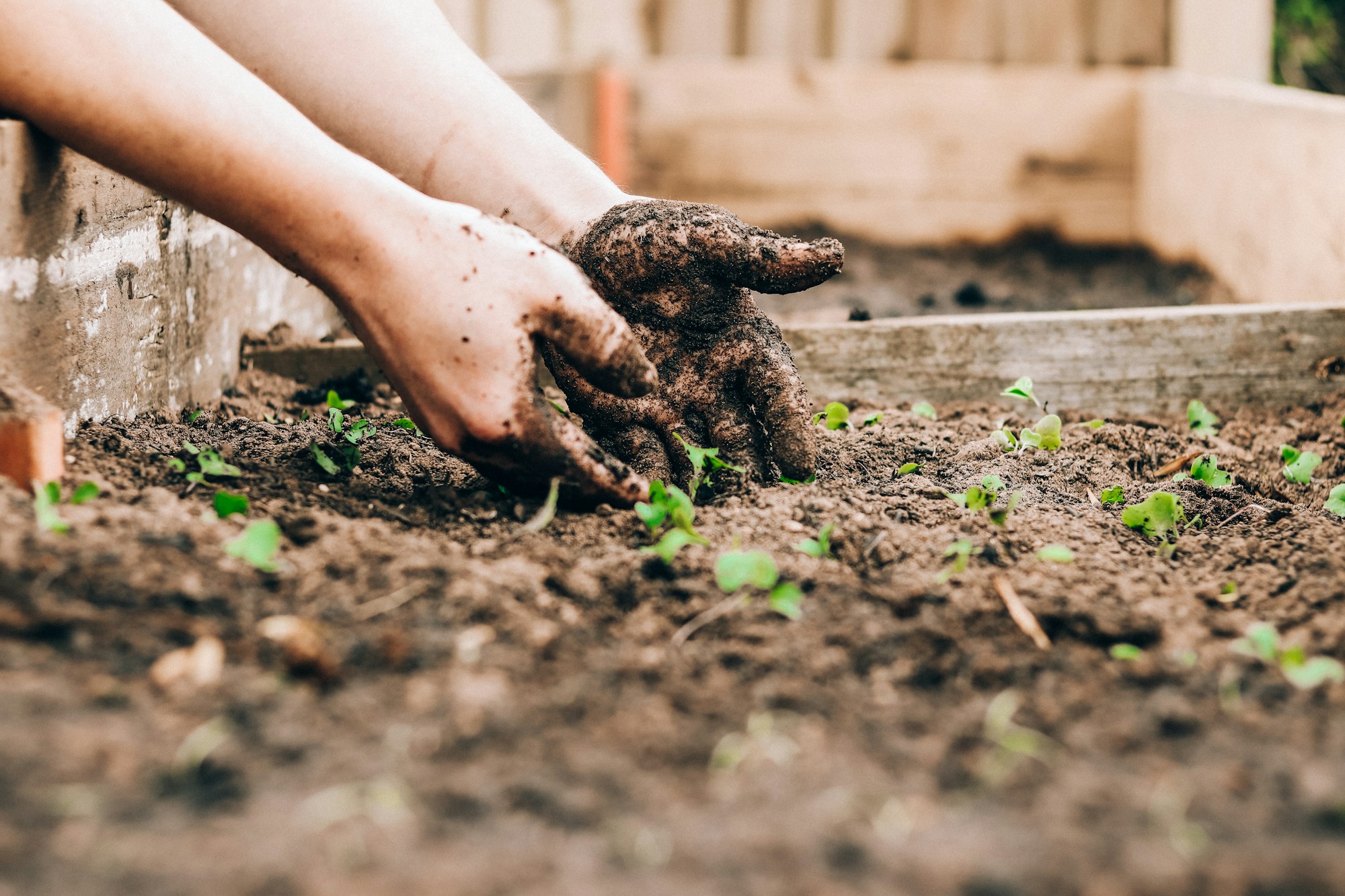 Permaculture — Permanent Culture editorial image